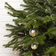 Nordmann Christmas Tree 3