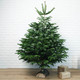 Nordmann Christmas Tree 2
