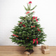 Nordmann Christmas Tree
