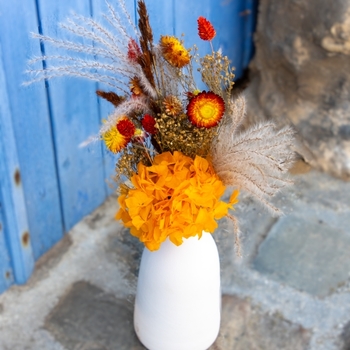 Sol Naranja Bouquet séché orange avec vase Aquarelle