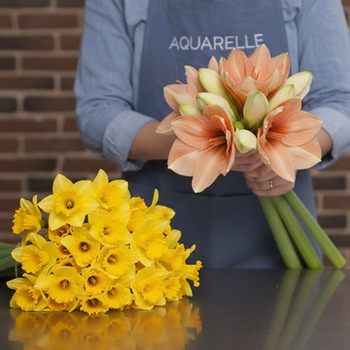 Somptueuses Amaryllis + 20 Jonquilles