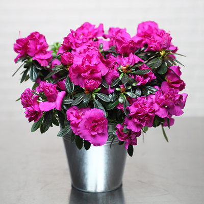 Offrez un Azalée fuchsia
