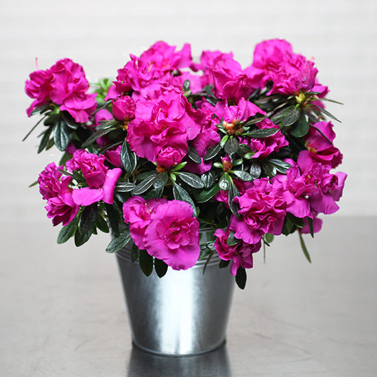 Livraison plantes et fleurs - Superbe Azalée fuchsia