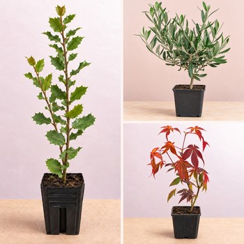 Feuillages du trio en gros plan : glands du chêne vert, feuilles bleu argenté de l'eucalyptus et feuilles rouges de l'érable du Japon