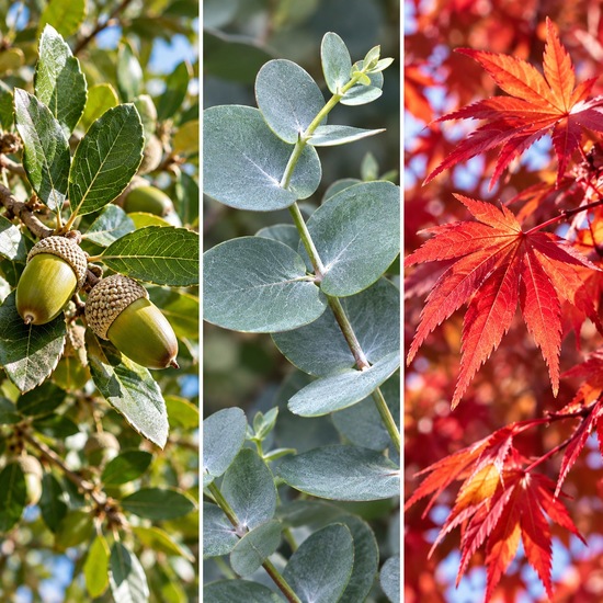 Feuillages du trio en gros plan : glands du chêne vert, feuilles bleu argenté de l'eucalyptus et feuilles rouges de l'érable du Japon 2