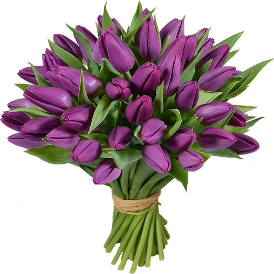 Purple Prince Tulips