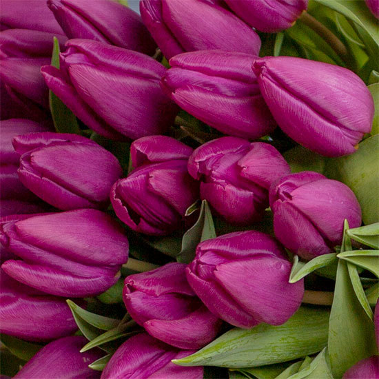 Tulipes Purple 