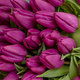 Purple Prince tulips