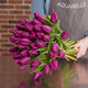Purple  tulips