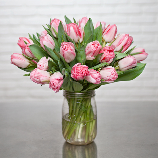 'Foxtrot' tulips 2