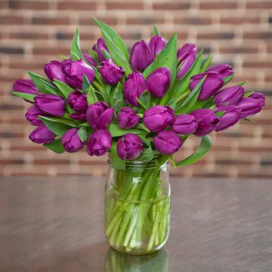 Tulipes Purple  3