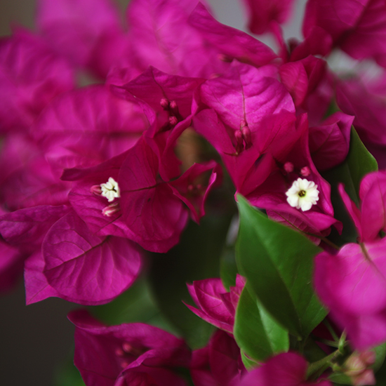 Magnifique bougainvillier rose fuchsia ! N'attendez plus pour offrir ce petit arbuste à la floraison spectaculaire ! 2