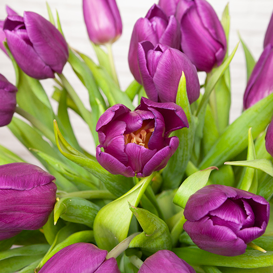 Bouquet of purple tulips 3