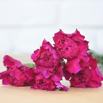 5 stems of carnations
