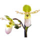 L'orchidée Paphiopedilum 2