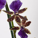 L'orchidée Zygopetalum 2