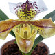 L'orchidée Paphiopedilum