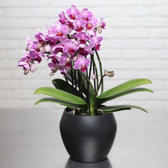 Pink sauvage orchid