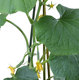 Cucumber plant and rochers 2