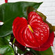 L'anthurium Flamingo rouge 2