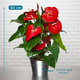 L'anthurium Flamingo rouge