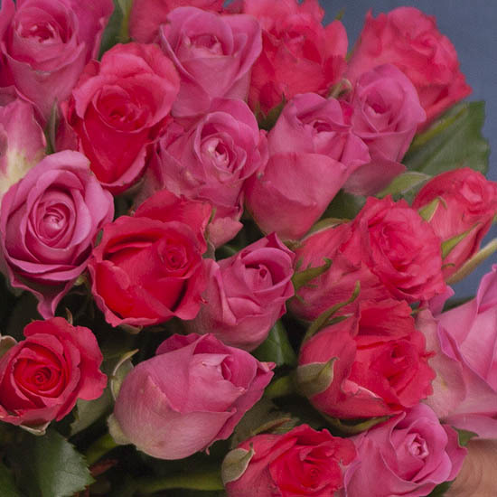 Rosas de San Valentín 2