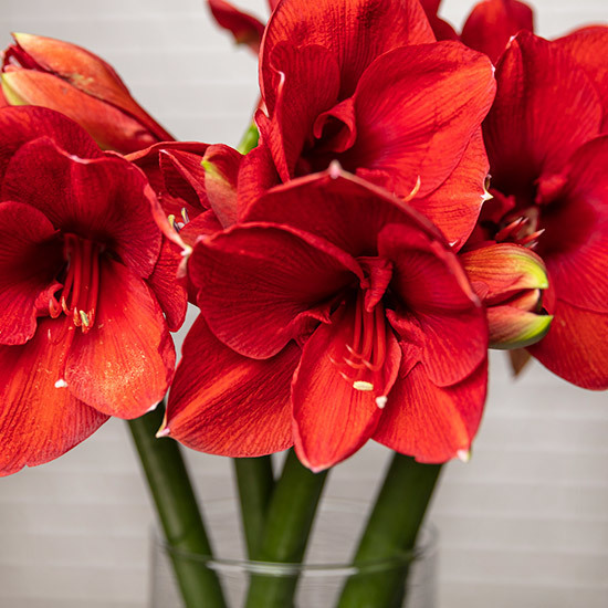 Red Amaryllis 2
