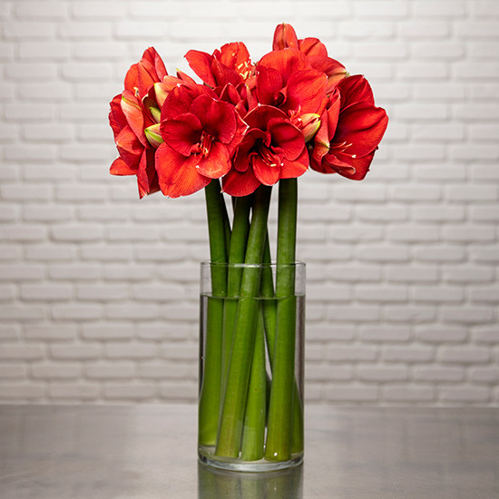 Red Amaryllis 3