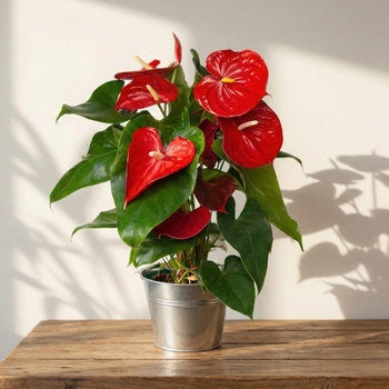 Red Flamingo Anthurium