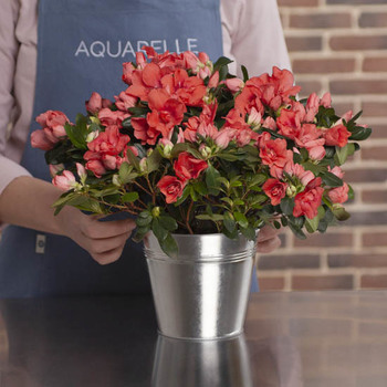 Peach Azalea