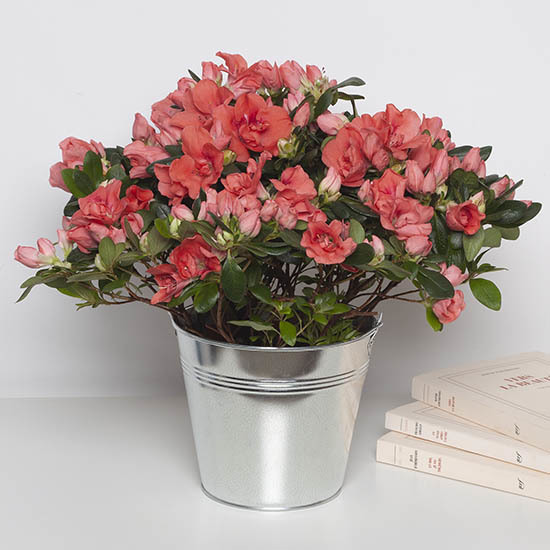Azalea 3