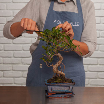 Exceptional Bonsai