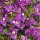 Bougainvillea Alexandra 2