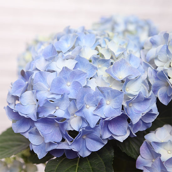 Hortensia  2