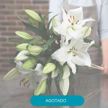 Liliums Blancos