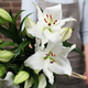 Liliums Blancos 2