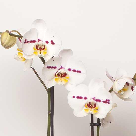Envío orquídeas a domicilio | Aquarelle