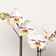 White Phalaenopsis Orchid 2