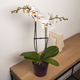 White Phalaenopsis Orchid 3