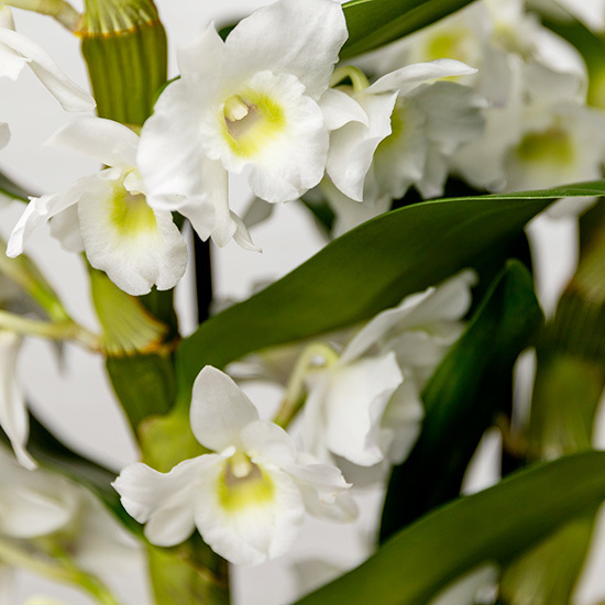 Orquidea dendrobium 2