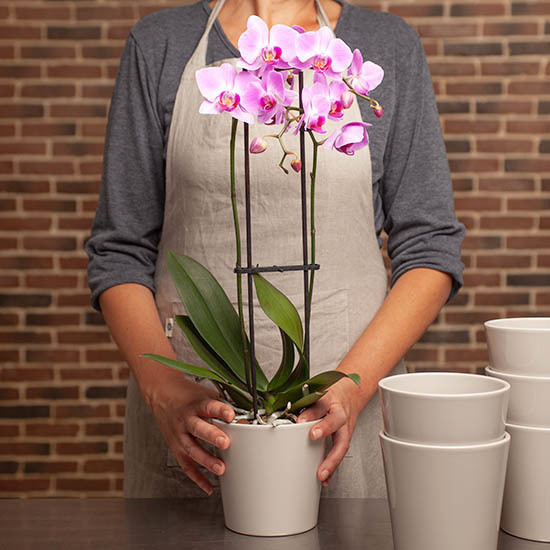 Pink Pearl Phalaenopsis 3