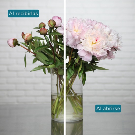 Send a duperb bouquet of peonies 3