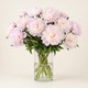 Peonías rosas Sarah Bernhardt 4