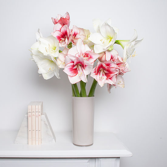 Magnificent Amaryllis