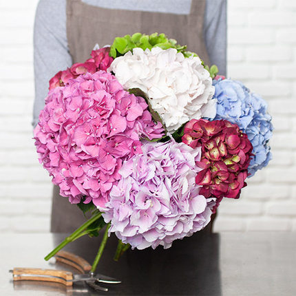 Arcoíris de Hortensias, una composición elegante y llena de color