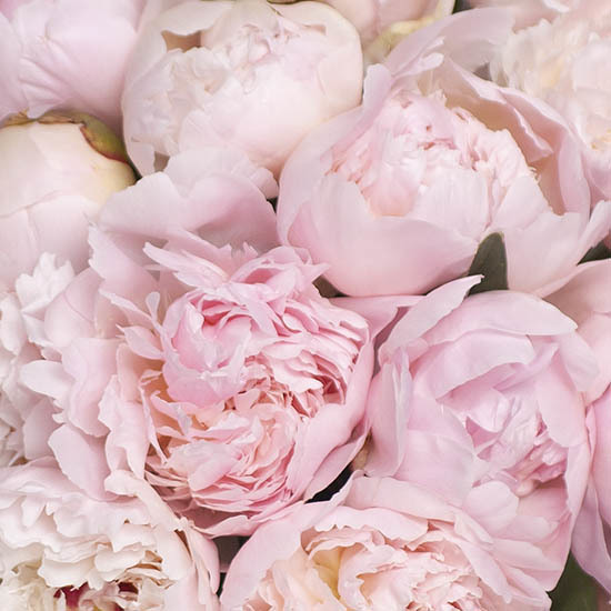 Send a duperb bouquet of peonies 2