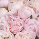 Superb bouquet of peonies 2
