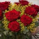 Red Roses for Spain 2