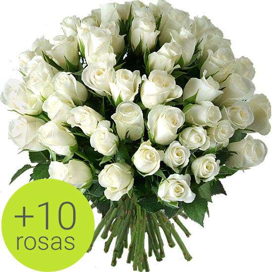 Enviar Rosas, rosas blancas! Magnífico bouquet compuesto por multitud de rosas blancas 'Akito'.