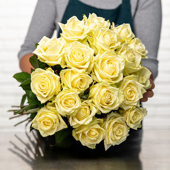 Rosas Blancas premium